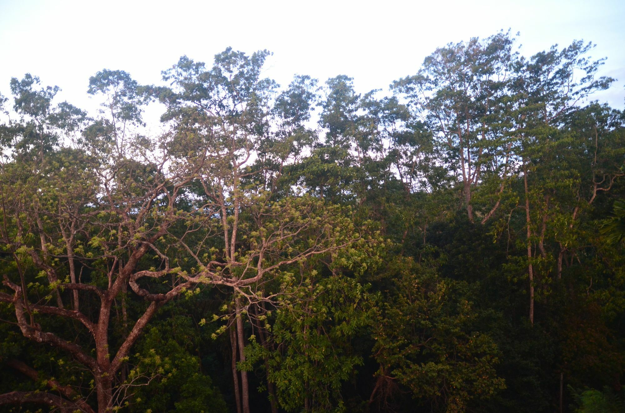 The Grand Hanthana Kandy Eksteriør bilde